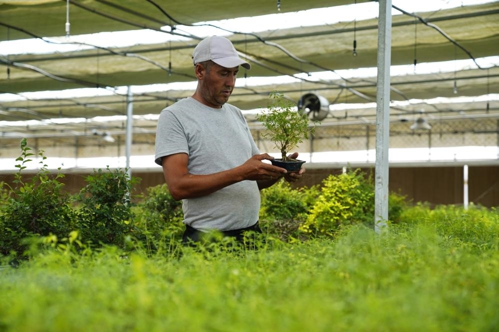 7月28日，在烏茲別克斯坦錫爾河州的上合組織農(nóng)業(yè)基地中烏現(xiàn)代農(nóng)業(yè)科技示范園，工作人員檢查盆栽植物。新華社發(fā)（扎法爾攝）