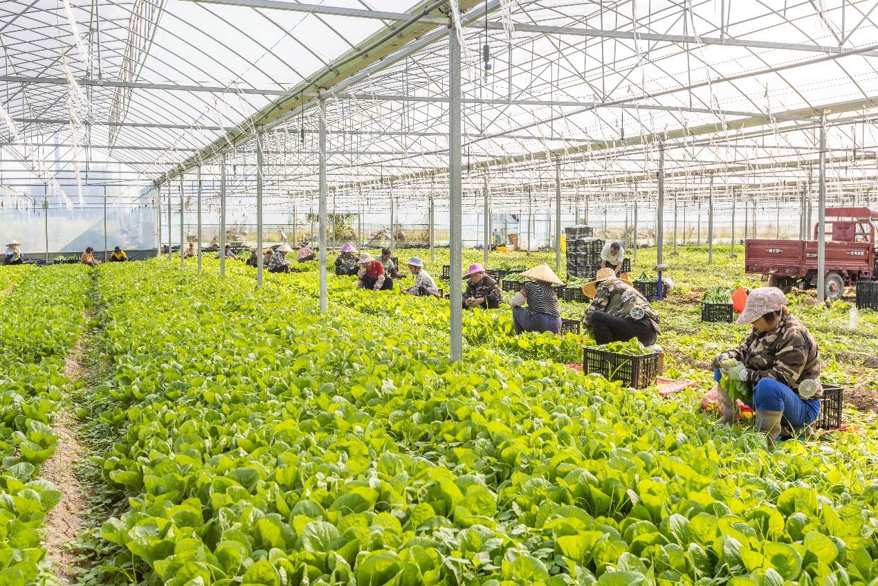 2024年10月8日，在廣西梧州市蒙山縣文圩鎮(zhèn)大明村一個(gè)大棚蔬菜基地內(nèi)，民工在采摘、包裝包心菜，準(zhǔn)備運(yùn)銷外地。來源：人民圖片