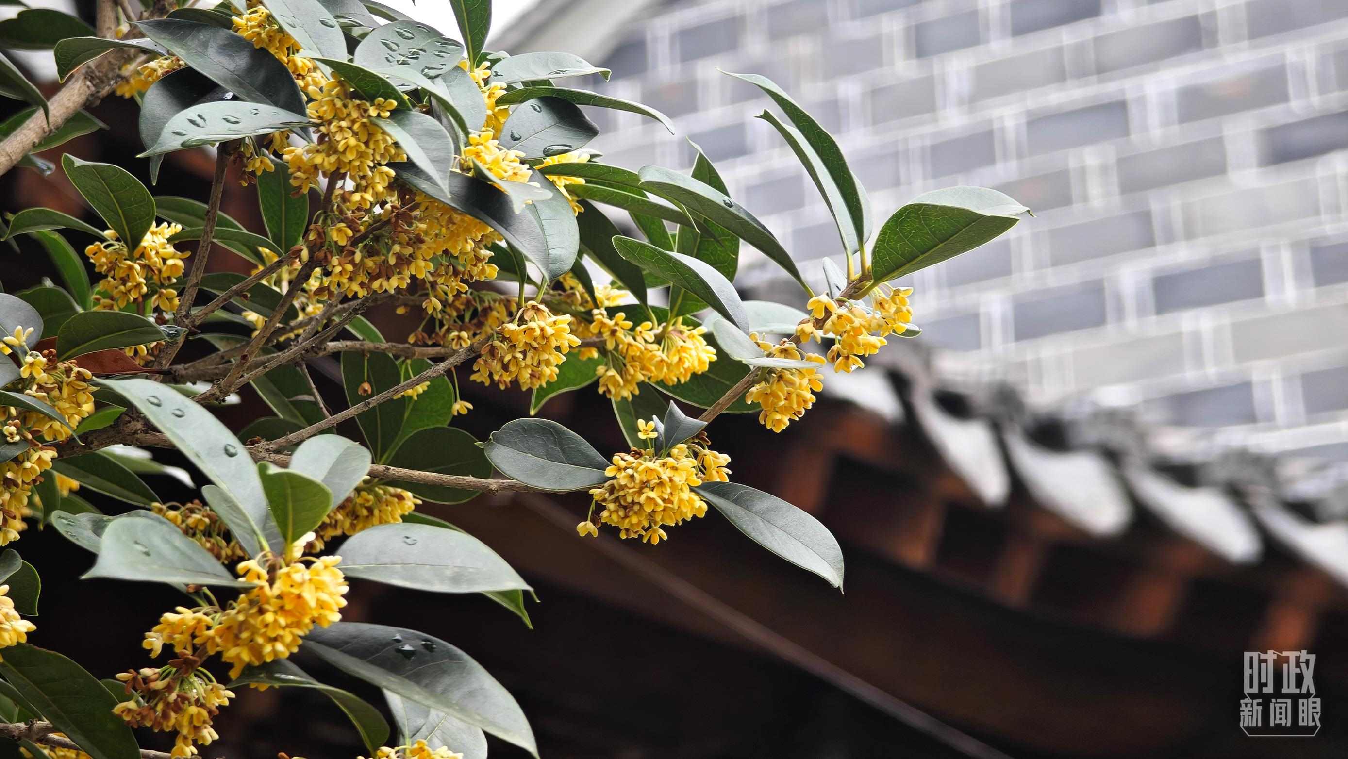 △六尺巷。（總臺(tái)央視記者趙化、彭漢明拍攝）