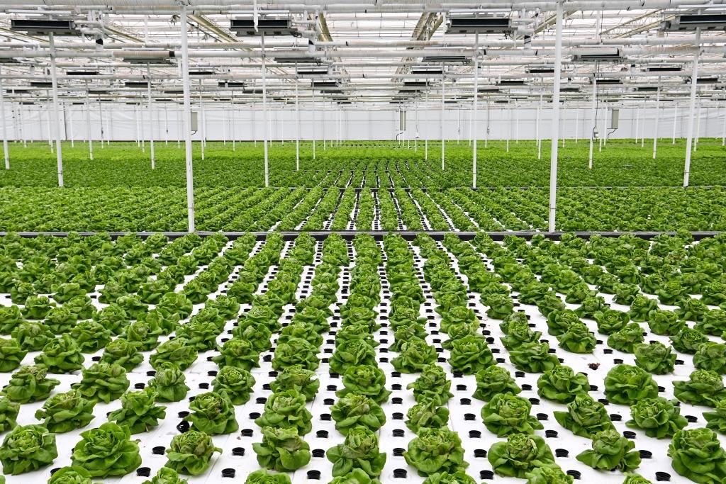 10月26日，楊凌智慧農業(yè)示范園智慧溫室內通過無土栽培技術種植的蔬菜。新華社記者 鄒競一 攝