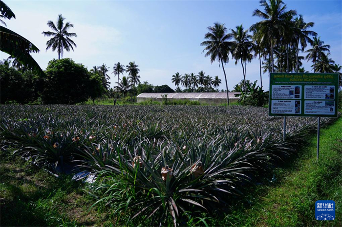 這是12月23日在斯里蘭卡馬坎杜拉拍攝的中國(guó)技術(shù)試驗(yàn)田菠蘿田。新華社記者 陳冬書 攝