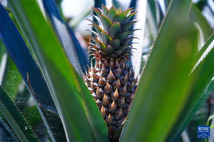 這是12月23日在斯里蘭卡馬坎杜拉拍攝的中國(guó)技術(shù)試驗(yàn)田里的菠蘿。新華社記者 陳冬書 攝