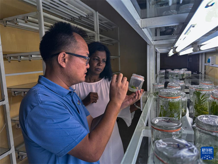 12月23日，在斯里蘭卡馬坎杜拉，中國(guó)專家與斯里蘭卡馬坎杜拉可持續(xù)農(nóng)業(yè)與發(fā)展研究中心主任達(dá)莎妮·賈亞曼納交流。新華社發(fā)（中國(guó)、聯(lián)合國(guó)糧農(nóng)組織與斯里蘭卡南南合作項(xiàng)目專家組供圖）