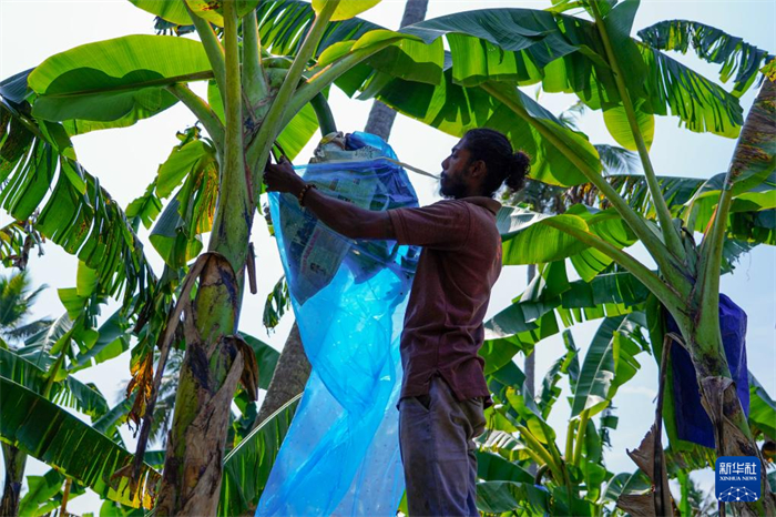 12月23日，在斯里蘭卡馬坎杜拉，農(nóng)民在香蕉試驗(yàn)田里學(xué)習(xí)套袋技術(shù)。新華社記者 陳冬書 攝