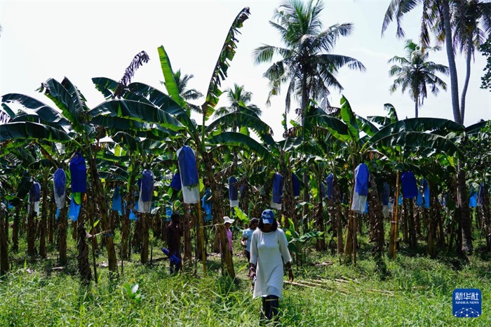 12月23日，在斯里蘭卡馬坎杜拉，農(nóng)民走過中國(guó)技術(shù)試驗(yàn)田香蕉田。新華社記者 陳冬書 攝