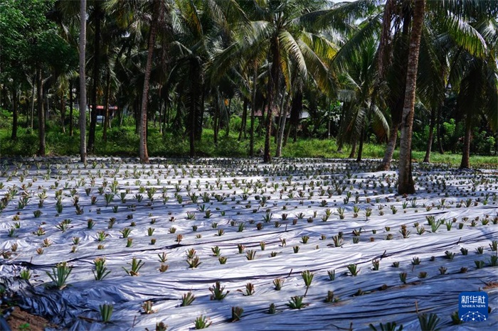 這是12月23日在斯里蘭卡馬坎杜拉拍攝的農(nóng)民里尚·普爾納的菠蘿田。新華社記者 陳冬書 攝
