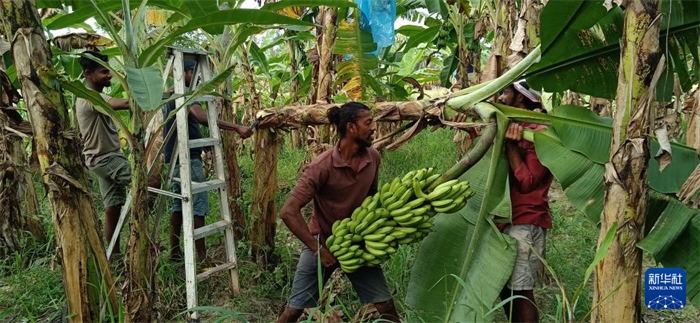 12月28日，在斯里蘭卡馬坎杜拉，當(dāng)?shù)剞r(nóng)民收獲香蕉。新華社發(fā)（中國(guó)、聯(lián)合國(guó)糧農(nóng)組織與斯里蘭卡南南合作項(xiàng)目專家組供圖）