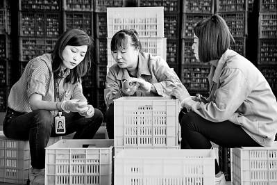 為拓展柿子產(chǎn)業(yè)發(fā)展新途徑，在陜西富平淡村鎮(zhèn)，歸國留學(xué)生王薇參與創(chuàng)建了一座柿酒酒莊。新華社發(fā)