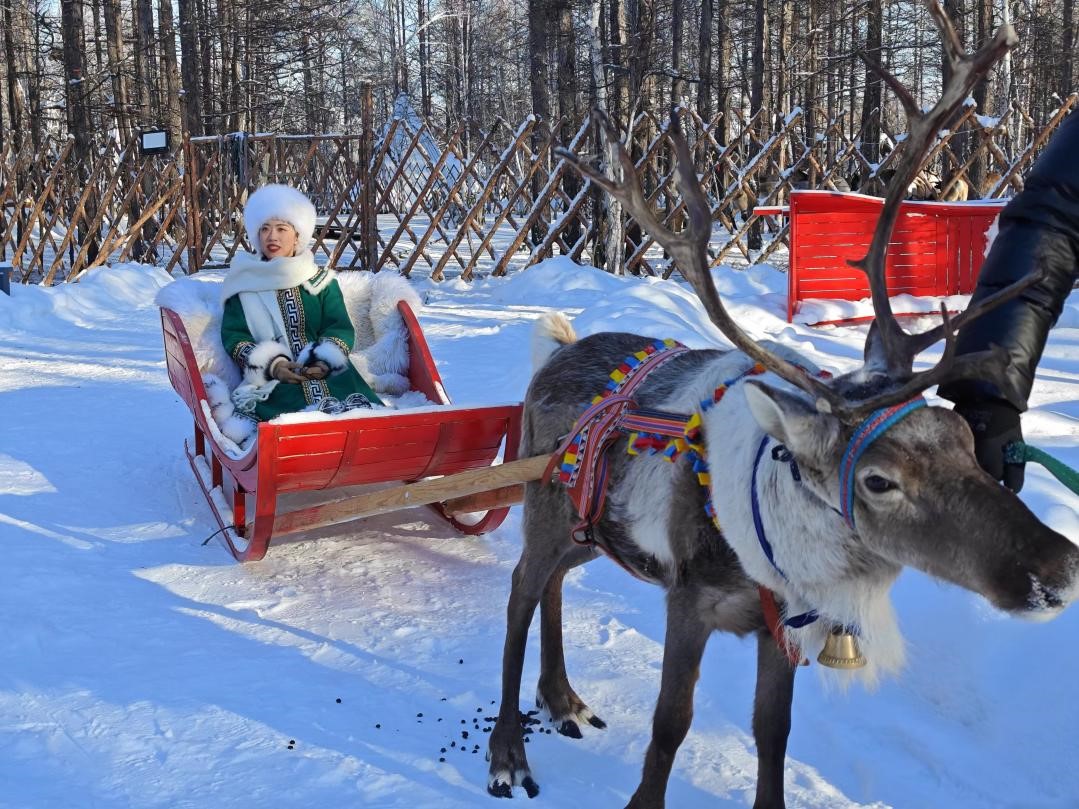 游客體驗(yàn)馴鹿拉雪橇。人民網(wǎng)記者 苗陽攝