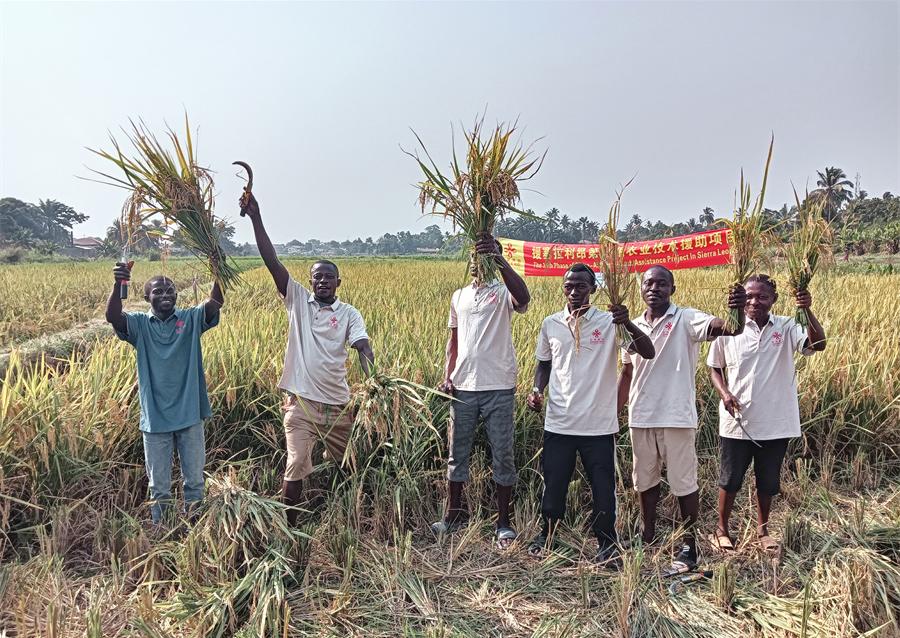 當(dāng)?shù)卮迕裾故窘衲甑乃痉N植成果。中國援塞農(nóng)業(yè)專家組供圖