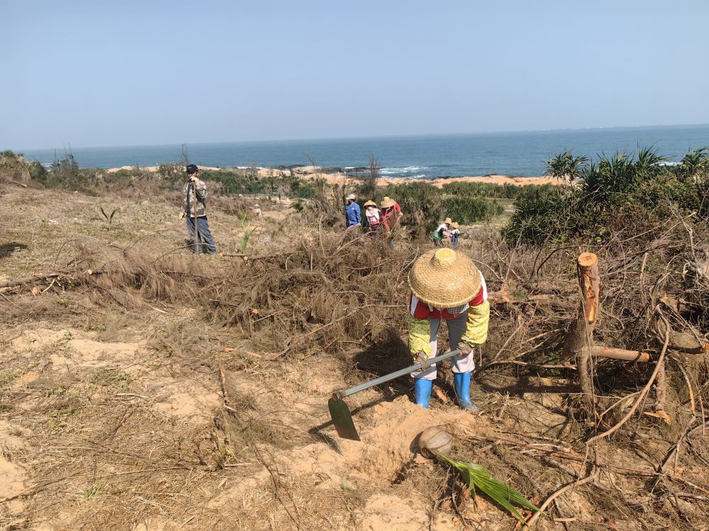 2025年1月19日，在海南文昌市，工人正在修復(fù)海岸防風(fēng)林。新華社記者吳茂輝 攝
