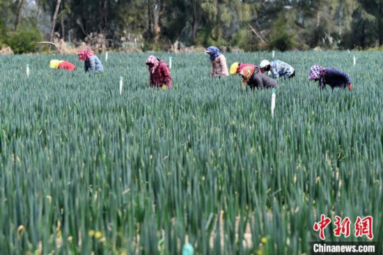 福建平潭:鹽堿地管護忙