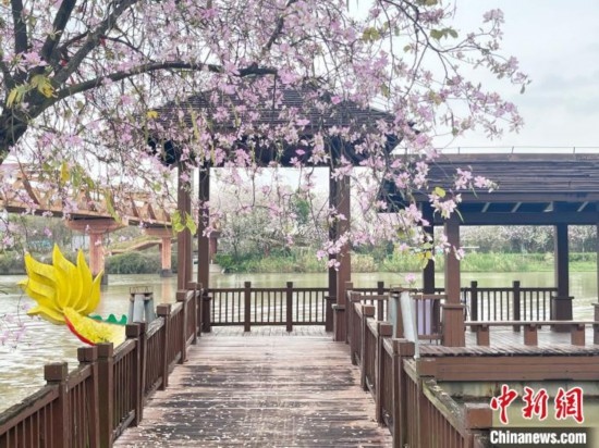 3月7日，廣州海珠國家濕地公園宮粉紫荊花海吸引游人。中新社記者 許青青 攝