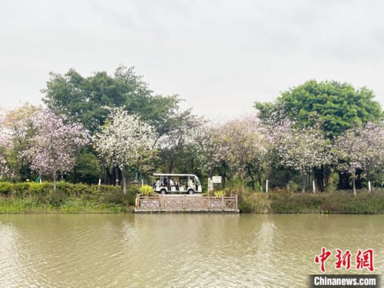 3月7日，廣州海珠國家濕地公園宮粉紫荊花海吸引游人。中新社記者 許青青 攝