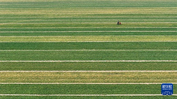 3月14日，在菏澤市鄆城縣潘渡鎮(zhèn)，農(nóng)民在麥田里施肥（無人機(jī)照片）。