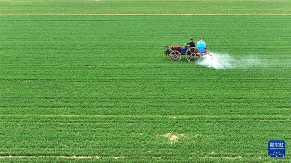 3月14日，在菏澤市鄆城縣郭屯鎮(zhèn)，農(nóng)民在麥田里噴灑除草劑（無人機(jī)照片）。