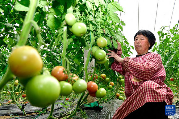 3月13日，在菏澤市鄆城縣張營街道，農(nóng)民在設(shè)施大棚里打理西紅柿。