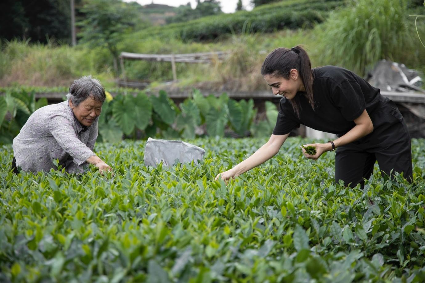 卡友琪在福建采茶。受訪者供圖