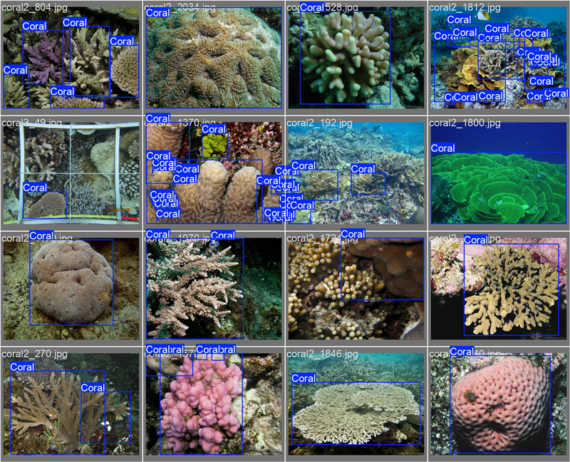 南海珊瑚識別。阿里云供圖