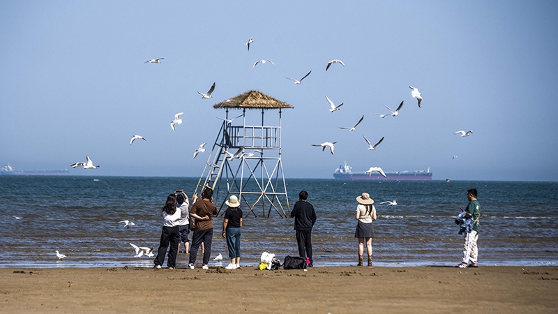 2024年5月12日，河北秦皇島，北戴河鴿子窩公園成群海鷗在天空中自由翱翔，與大海、藍(lán)天構(gòu)成了一幅美麗的畫卷。