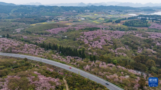 清鎮(zhèn)市紅楓湖鎮(zhèn)右二村旁的道路與花海相映（4月5日攝，無人機(jī)照片）。