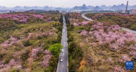 游客驅(qū)車前來清鎮(zhèn)市紅楓湖鎮(zhèn)右二村踏青游玩（4月5日攝，無人機(jī)照片）。