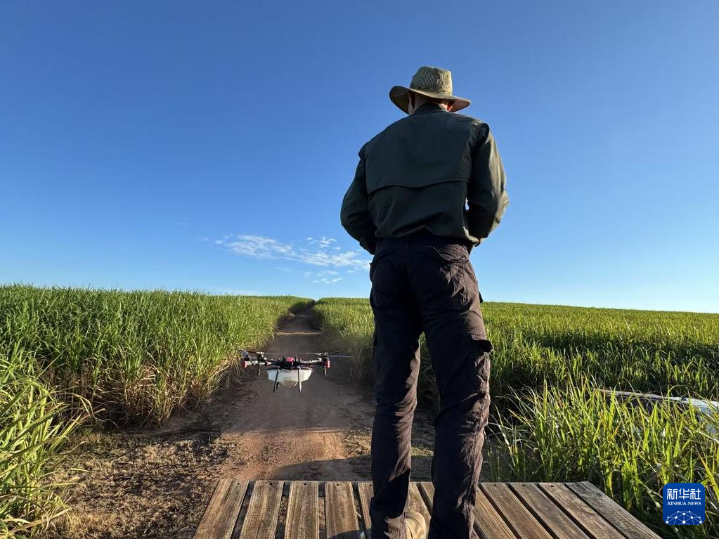3月25日，在南非夸祖魯-納塔爾省的方廷希爾莊園，飛手操縱無人機(jī)為甘蔗林噴灑藥劑。新華社記者 白舸 攝