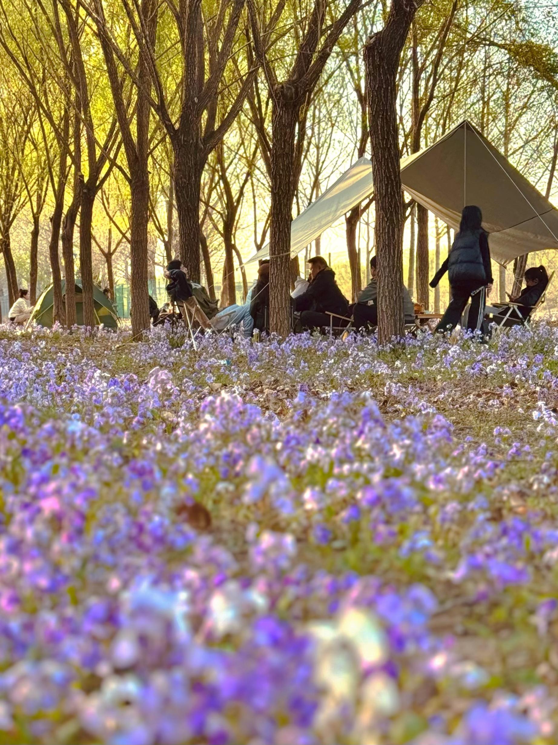 清明假期期間，范女士一家在北京溫榆河邊露營(yíng)。受訪者供圖