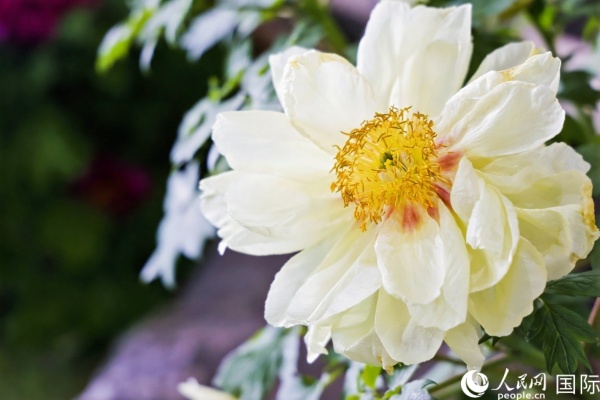 洛陽國家牡丹園牡丹盛開。 人民網(wǎng)記者 魯揚攝