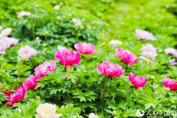 洛陽國家牡丹園牡丹盛開。 人民網(wǎng)記者 魯揚攝