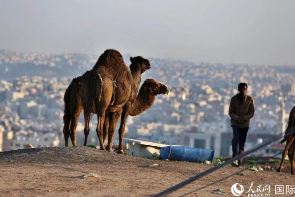 約旦首都阿曼街頭的駱駝。人民網(wǎng) 納達(dá)爾·達(dá)烏德攝