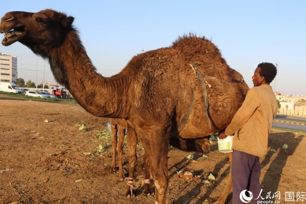 工人在給駱駝擠奶。人民網(wǎng) 納達(dá)爾·達(dá)烏德攝