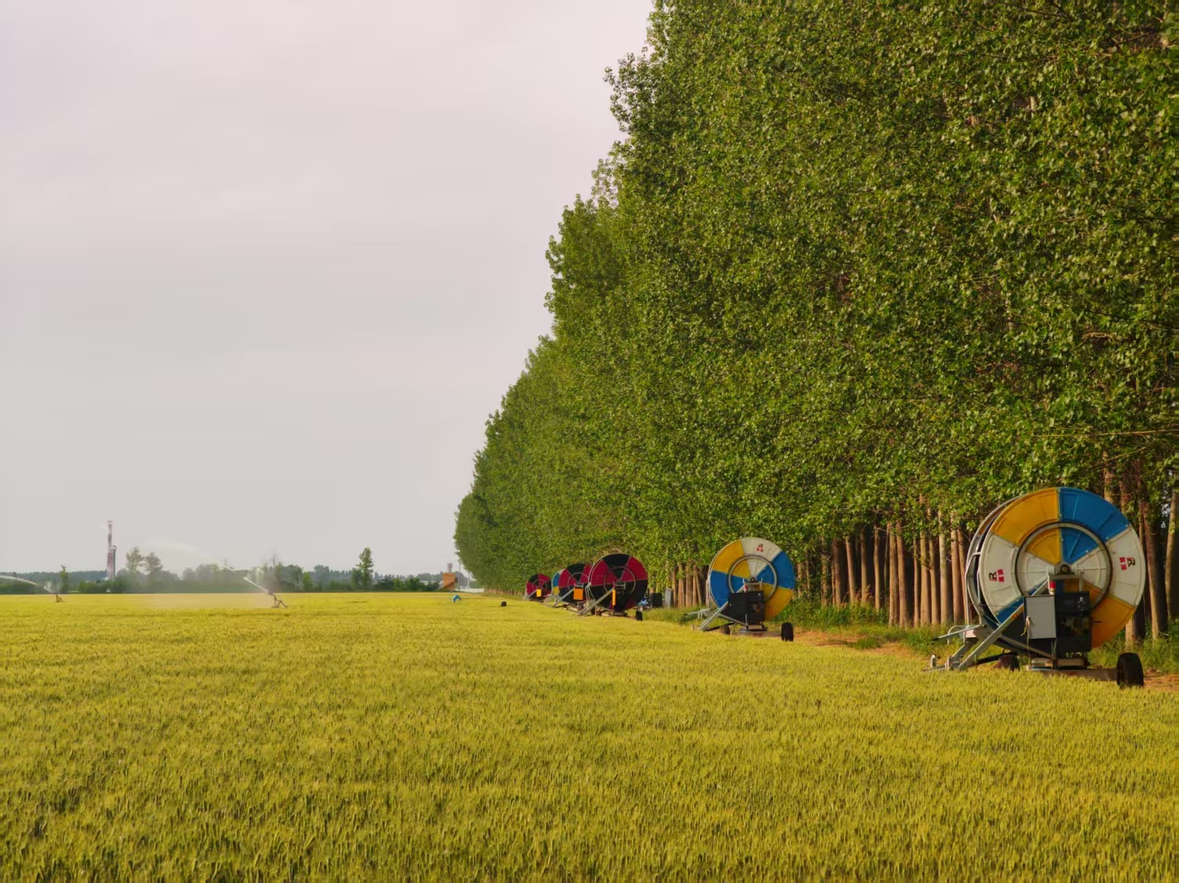 陜西華陰市華西鎮(zhèn)農(nóng)墾農(nóng)場正在作業(yè)的卷盤式噴灌機。受訪者供圖