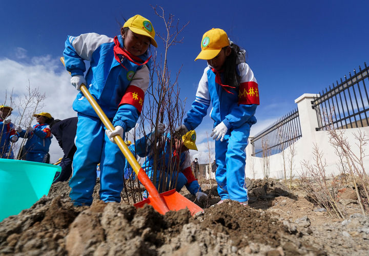 2025年4月25日，西藏那曲市小學(xué)生在植樹。新華社記者 晉美多吉 攝