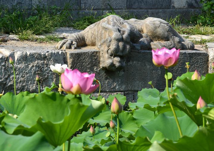 萬寧橋位于北京地安門外大街中部、什剎海東岸，是北京中軸線上最古老的橋梁，至今已有700多年歷史。近年來，北京市持續(xù)為萬寧橋“瘦身減負(fù)”，橋體風(fēng)貌得以完整展現(xiàn)，方便游客走近欣賞，深入了解古橋承載的價(jià)值和內(nèi)涵。這是2023年7月18日拍攝的北京萬寧橋橋東的鎮(zhèn)水獸。
